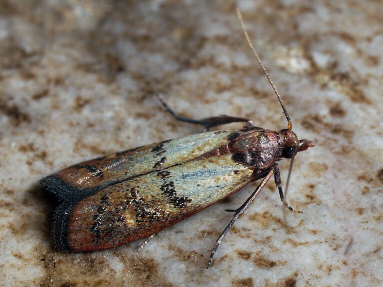 Indianmeal Moths: Their Life Cycle and Habitats Explained