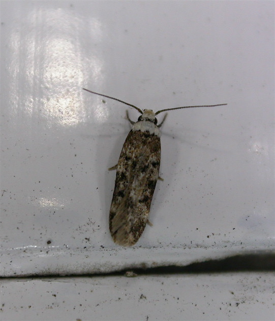 14. Brown House Moth Infestations: Signs of a Serious Problem