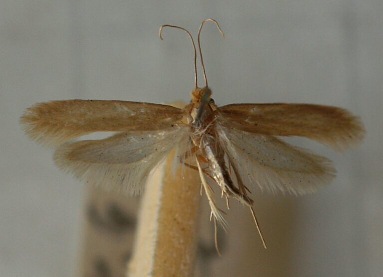 Protecting Your Home from Brown House Moth Infestations: Prevention Tips