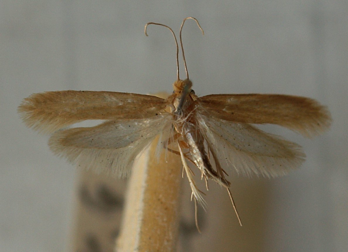 Protecting Your Home from Brown House Moth Infestations: Prevention ...
