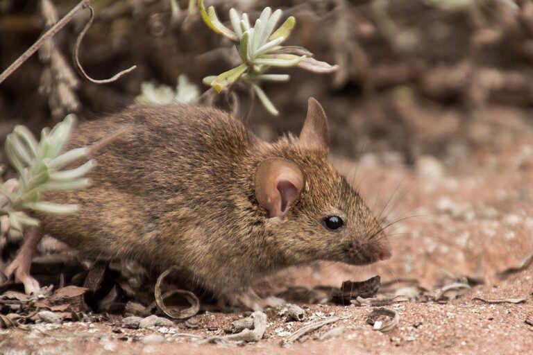 Field Mouse-proofing Your Garden: Essential Tips for Plant Protection
