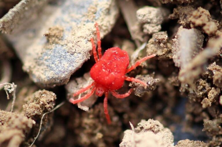 Common Signs of Red Spider Infestations and How to Spot Them