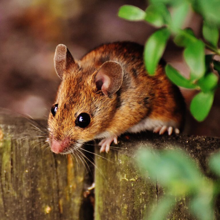 Field Mouse Behavioral Patterns: What Drives Their Actions