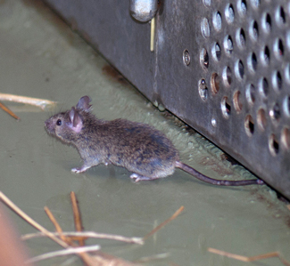 Field Mice vs. House Mice: How to Tell the Difference