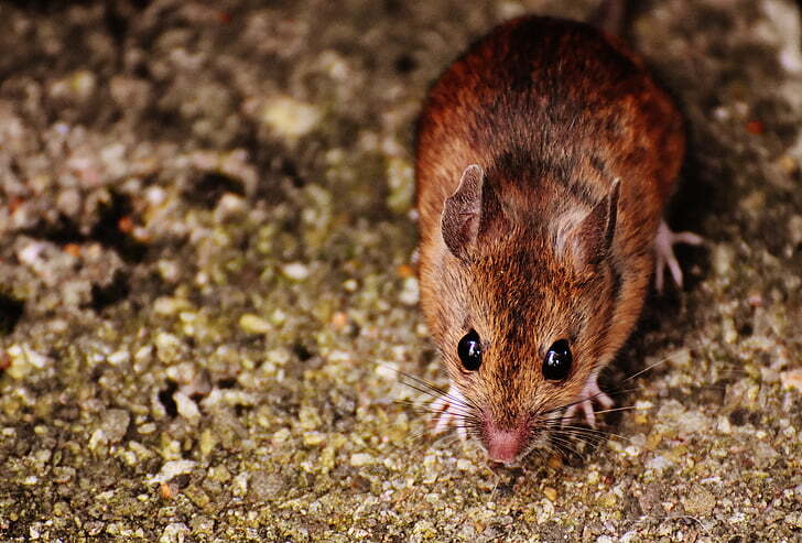 How to Identify Field Mouse Droppings and Take Action
