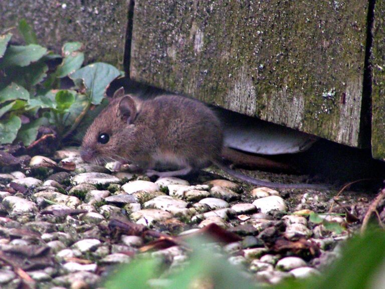 Field Mouse Diseases: Risks to Humans and Pets