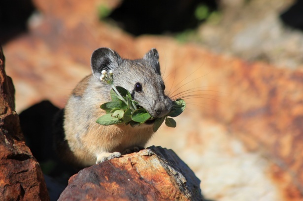Field Mice: Behavior, Habitats, and Effective Control Methods