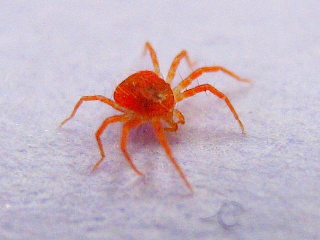 A Comprehensive Guide to Identifying Red Spiders